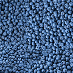 Tasty fresh blueberries as background, top view