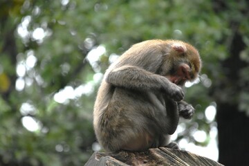 monkey looking for fleas in his fur