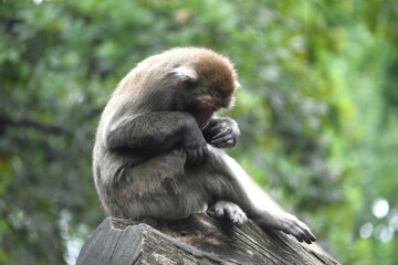 monkey looking for fleas in his fur