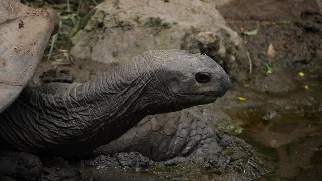 A giant tortoise on the Galapagos Islands and in the water