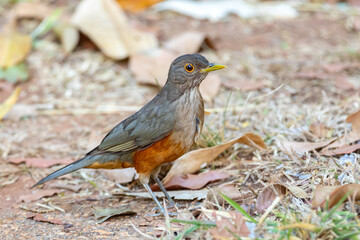 Picture of a beautiful Rufous-bellied Thrush bird! (Turdus rufiventris ) 