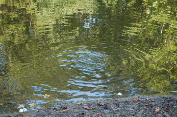 Fish Feeding Ripples in Water on Pond