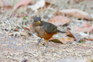 A beautiful Rufous-bellied Thrush bird! (Turdus rufiventris ) "sabiá laranjeira"