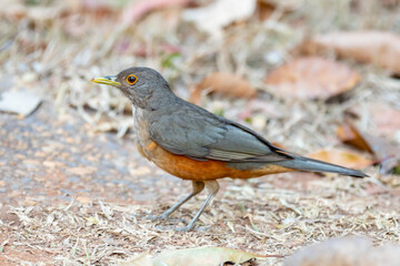 A beautiful Rufous-bellied Thrush bird! (Turdus rufiventris ) 