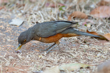 A beautiful Rufous-bellied Thrush bird! (Turdus rufiventris ) 