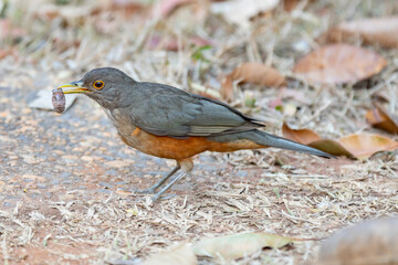 A beautiful Rufous-bellied Thrush bird! (Turdus rufiventris ) "sabiá laranjeira"