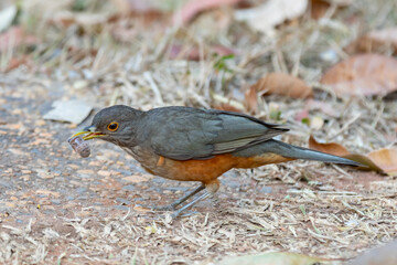 A beautiful Rufous-bellied Thrush bird! (Turdus rufiventris ) 