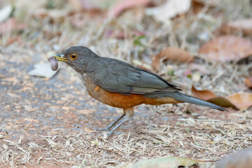 A beautiful Rufous-bellied Thrush bird! (Turdus rufiventris ) 