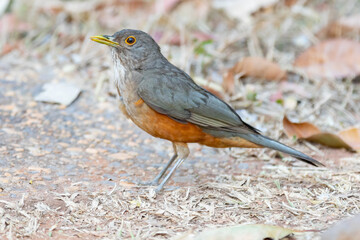 A beautiful Rufous-bellied Thrush bird! (Turdus rufiventris ) 