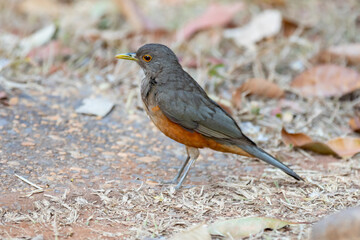 A beautiful Rufous-bellied Thrush bird! (Turdus rufiventris ) 