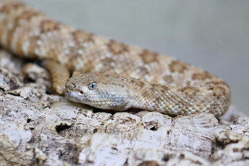 Angel de la Guarda Klapperschlange / Angel de la Guarda Island speckled rattlesnake / Crotalus angelensis