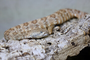 Angel de la Guarda Klapperschlange / Angel de la Guarda Island speckled rattlesnake / Crotalus angelensis