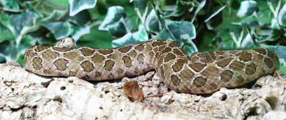 Mexikanische Lanzenkopf-Klapperschlange / Mexican lance-headed rattlesnake  / Crotalus polystictus