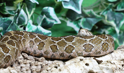 Mexikanische Lanzenkopf-Klapperschlange / Mexican lance-headed rattlesnake  / Crotalus polystictus