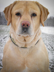 Portrait of labrador  dog looking at the camera with a serious face isolated on a snow background