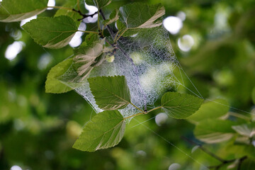 Spider Web 006