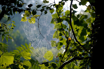 Spider Web 10