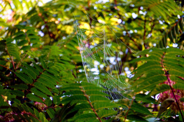 Spider Web 12