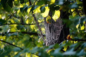 Spider Web 13