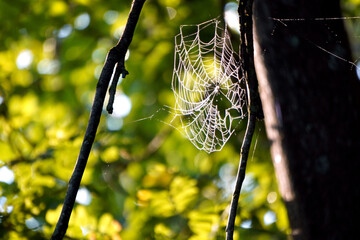 Spider Web 14