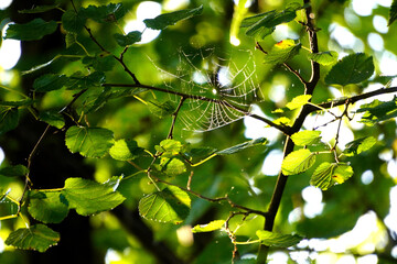 Spider Web 015