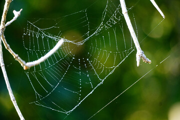 Spider Web 016