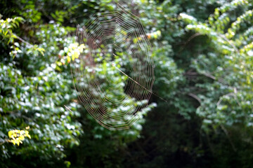 Spider Web 17