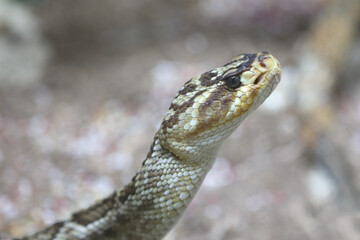 Oaxaca Schwarzschwanz-Klapperschlange / Oaxacan black-tailed rattlesnake  / Crotalus molossus oaxacus