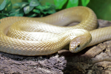 Monokelkobra / Monocled cobra / Naja kaouthia