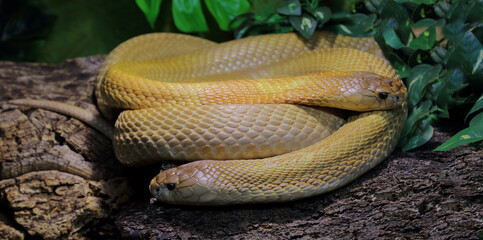 Monokelkobra / Monocled cobra / Naja kaouthia