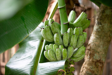 Banana tree with green banana fruit on nature background, stock photo