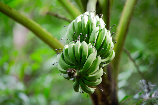 Banana tree with green banana fruit on nature background, stock photo