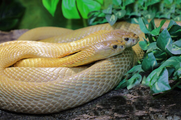 Monokelkobra / Monocled cobra / Naja kaouthia