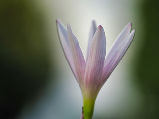 Tokyo, Japan - August 21, 2023: Closeup of light Zephyranthes flower in the morning
