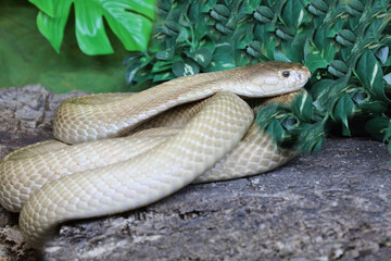 Monokelkobra / Monocled cobra / Naja kaouthia