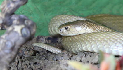 Monokelkobra / Monocled cobra / Naja kaouthia