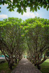 Frangipani trees lined up in rows