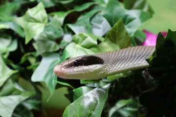 Schönnatter / Beauty rat snake / Orthriophis taeniurus callicyanous or Elaphe taeniura callicyanous