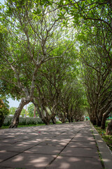 Frangipani trees lined up in rows