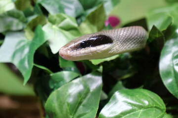 Schönnatter / Beauty rat snake / Orthriophis taeniurus callicyanous or Elaphe taeniura callicyanous