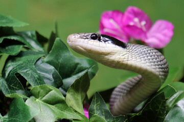Fototapeta premium Schönnatter / Beauty rat snake / Orthriophis taeniurus callicyanous or Elaphe taeniura callicyanous