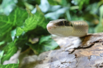 Schönnatter / Beauty rat snake / Orthriophis taeniurus callicyanous or Elaphe taeniura callicyanous
