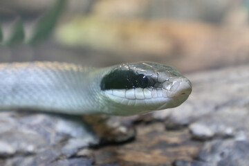 Schönnatter / Beauty rat snake / Orthriophis taeniurus callicyanous or Elaphe taeniura callicyanous