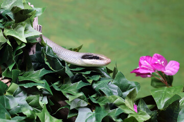 Schönnatter / Beauty rat snake / Orthriophis taeniurus callicyanous or Elaphe taeniura callicyanous