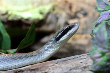Schönnatter / Beauty rat snake / Orthriophis taeniurus callicyanous or Elaphe taeniura callicyanous