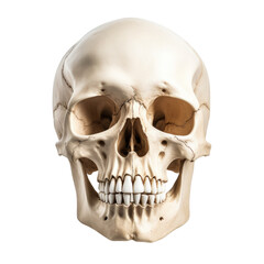 photo realistic skull isolated on a white background