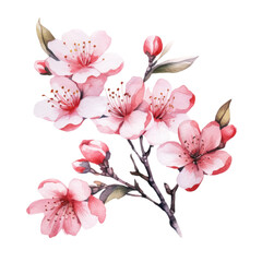 illustrated cherry blossom branch isolated on a white background