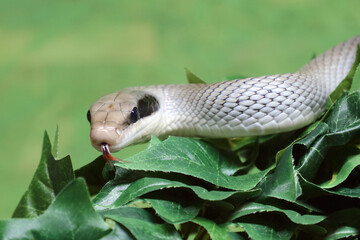 Schönnatter / Beauty rat snake / Orthriophis taeniurus callicyanous or Elaphe taeniura callicyanous