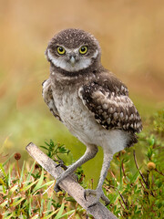 Curious Burrowing Owl