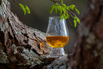 Traditional Single malt Scotch whiskey in the Glencairn glass in selective focus.